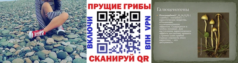 где продают   Курск  Галлюциногенные грибы GOLDEN TEACHER 